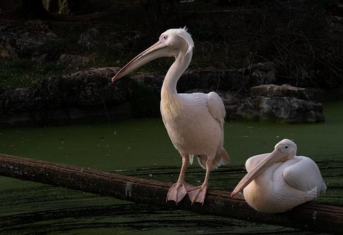 Free Pelican Bird photo and picture