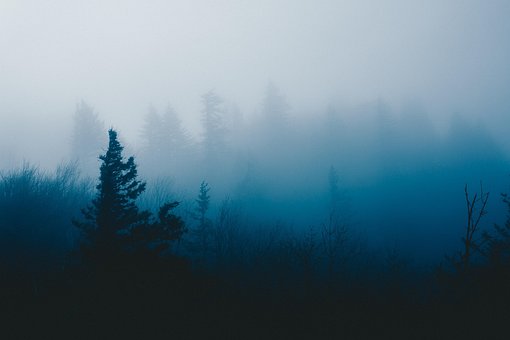 Nebel, Bäume, Landschaft, Natur, Winter