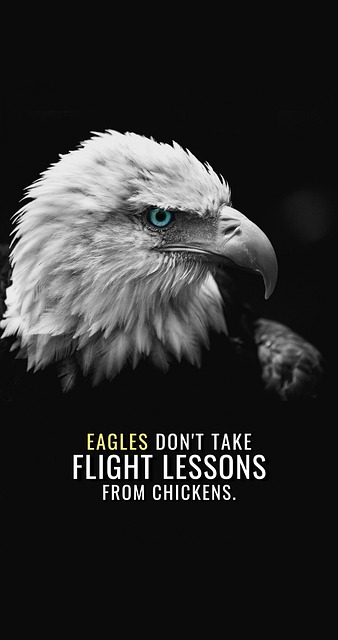 Falke, Adler, Vogel, Amerikanisch