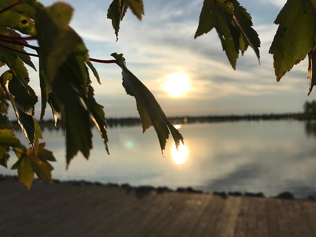 Free Leaves Fall photo and picture