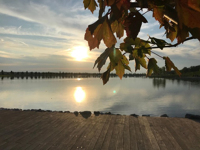Free Leaves Sky photo and picture