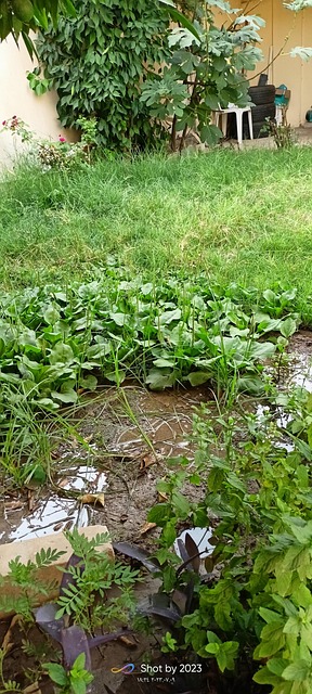Garten, Natur, Frühling, Flora