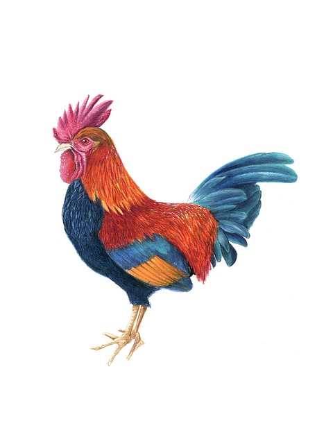 Hahn, Hähnchen, Natur, Vogel, Tier