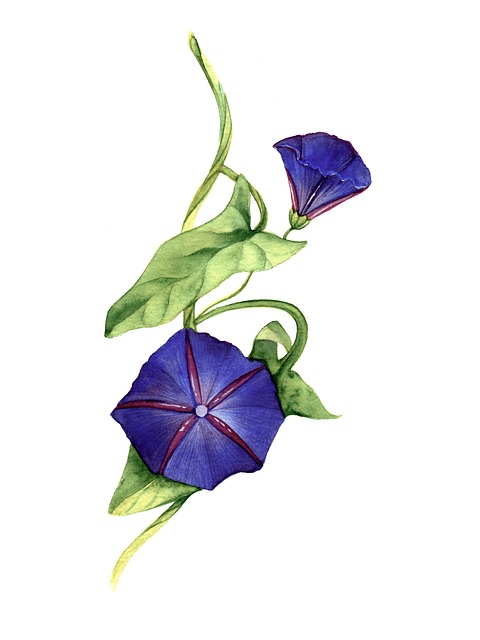 Morgen, Ruhm, Blume, Botanisch, Natur