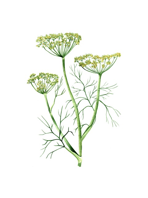 Dill, Lebensmittel, Kräuter, Gurken