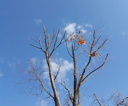 Céu De Inverno, Árvore De Inverno, Céu