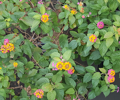 Flor, Jardim De Flores, Primavera
