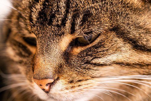 Gato, Animal Doméstico, Animal, De Cerca
