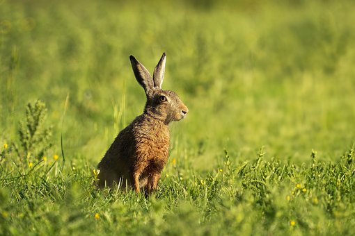 Zajíc, Zvíře, Savec, Divoká Zvěř, Fauna