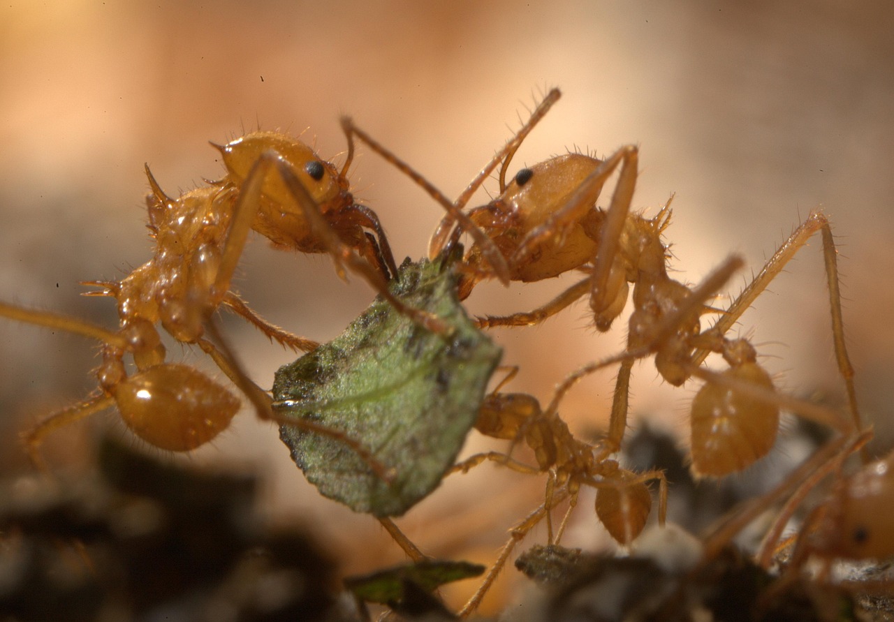 Fourmi Insecte Insecte Fourmi Fourmis Coupeuses - Photo gratuite sur Pixabay - Pixabay