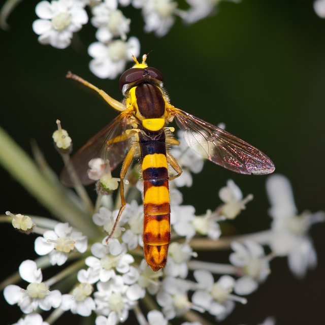 Free Flower Hoverfly photo and picture