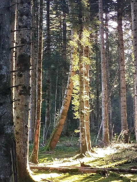 Free Forest Tree photo and picture