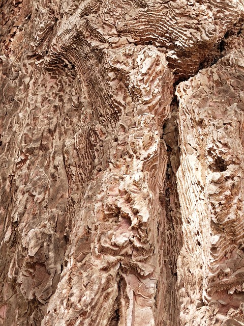 Free Bark Trunk photo and picture