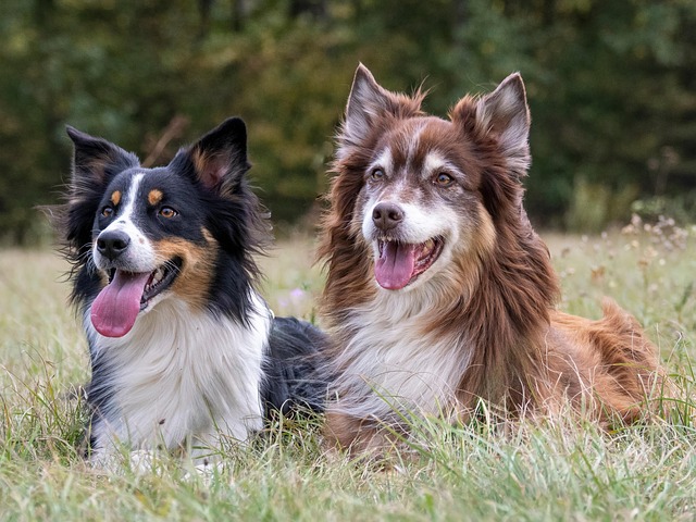 Free Collie Border Collie photo and picture