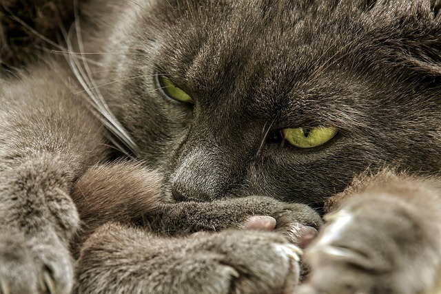 Free Cat Animal photo and picture