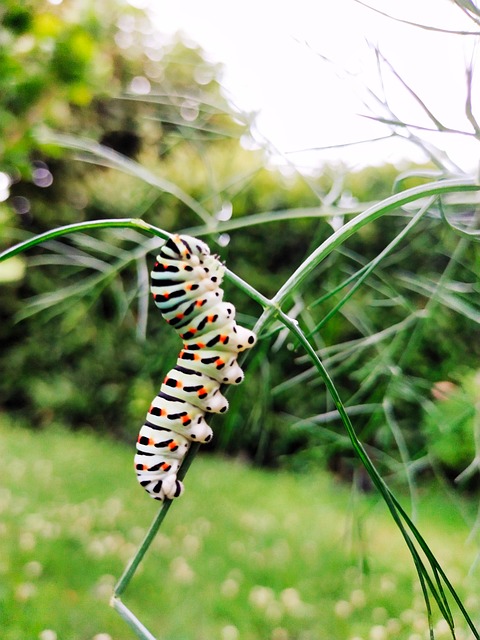 Free Caterpillar Nature photo and picture