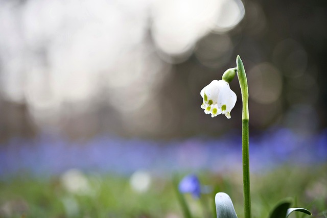 Free Märzenbecher Spring photo and picture