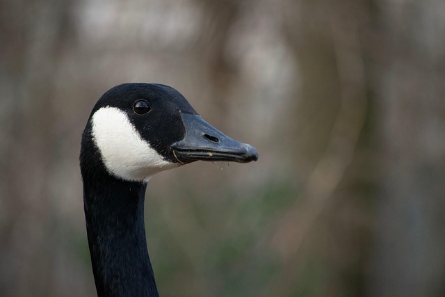 Free Duck Bird photo and picture