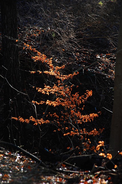 Free Beech Forest photo and picture