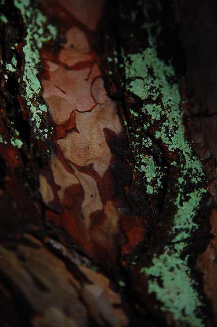 Free Tree Bark photo and picture