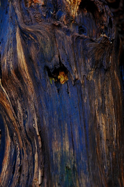 Free Wood Tribe photo and picture