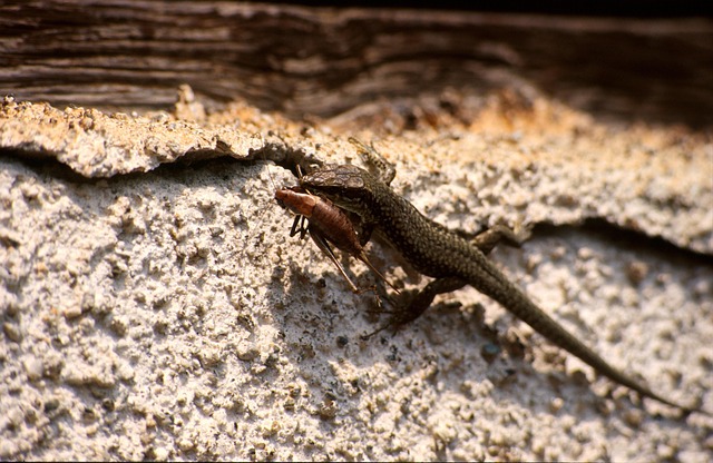 Free Lizard Reptile photo and picture