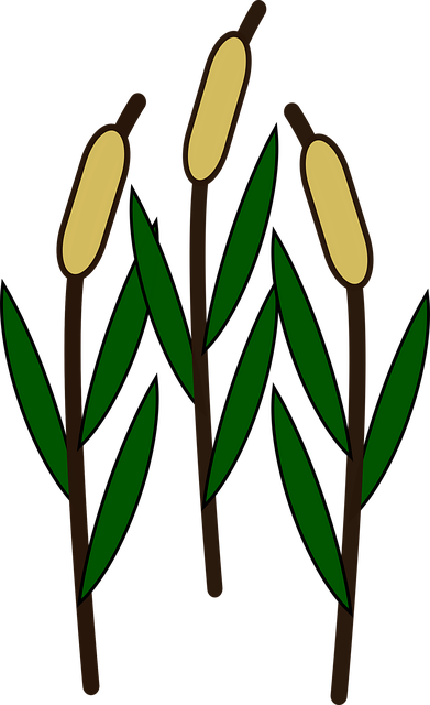 Free cattails aquatic plant plant illustration