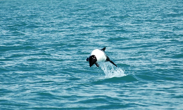 Free Argentina Patagonia photo and picture