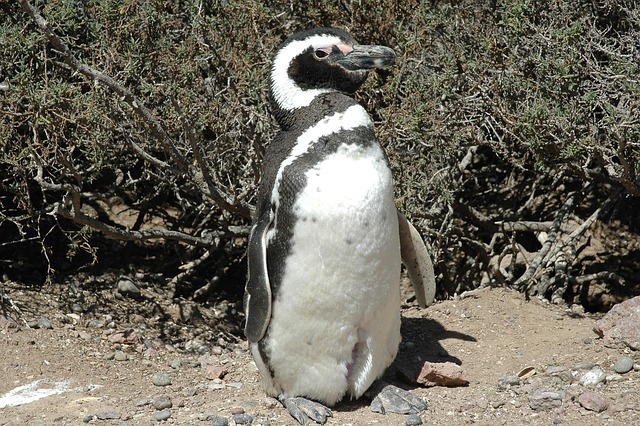 Free Argentina Patagonia photo and picture