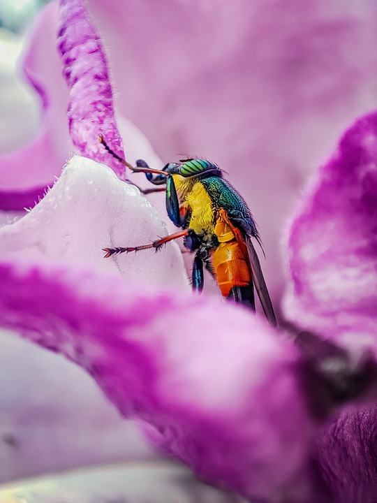 Insect Nature Fauna - Free photo on Pixabay