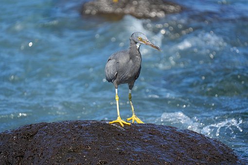 Garça De Recife, Pássaro, Animal
