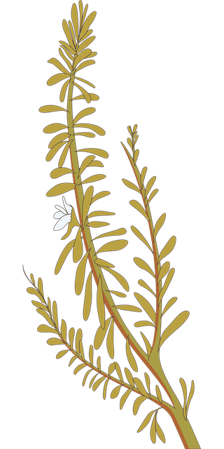 Free rosemary herb spice vector