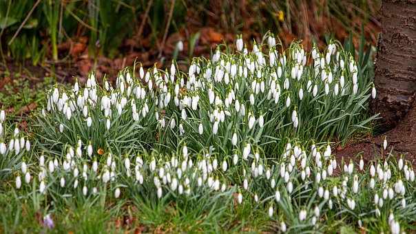 Free Snowdrop Snowdrop Meadow photo and picture