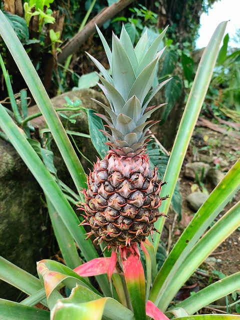 Ananas, Pineapple, Ananaspflanze