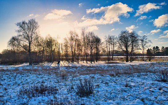Free Trees Field photo and picture