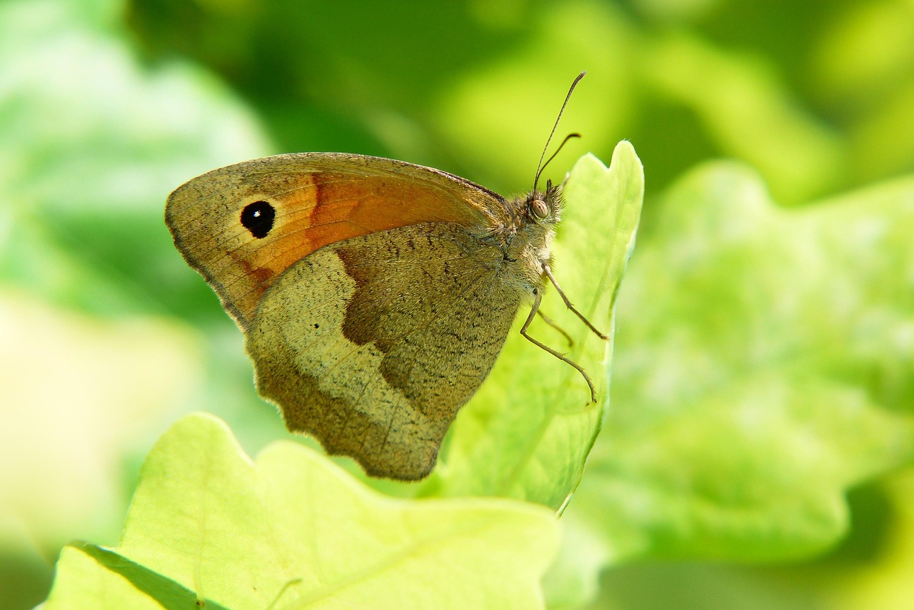 Butterfly - free online jigsaw puzzle photo