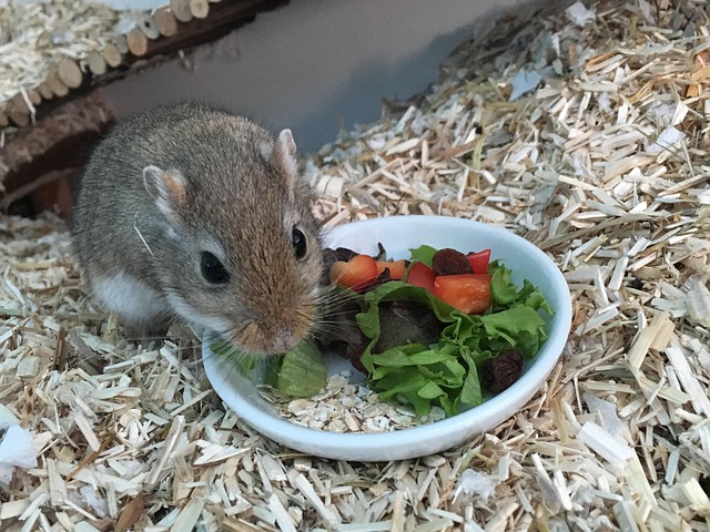 Gerbus Rato Gerbil Rato Alimentar - Foto gratuita no Pixabay - Pixabay