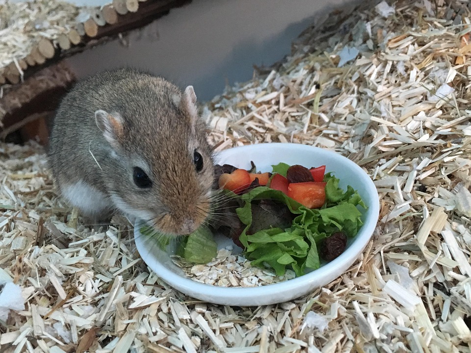 Gerbil Mouse Feed Free photo on Pixabay Pixabay