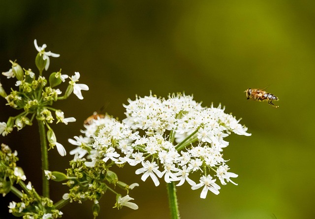 Biene, Schöne Blumen, Blumen, Bestäuben