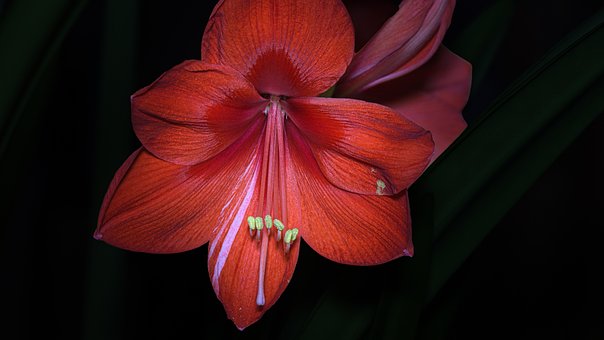 Free Amaryllis Red Flower photo and picture