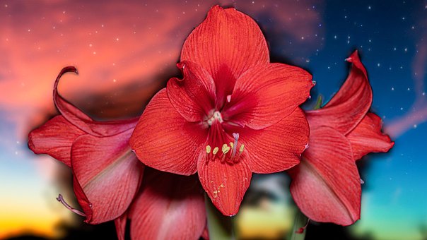 Free Amaryllis Amaryllis Flowers illustration and picture