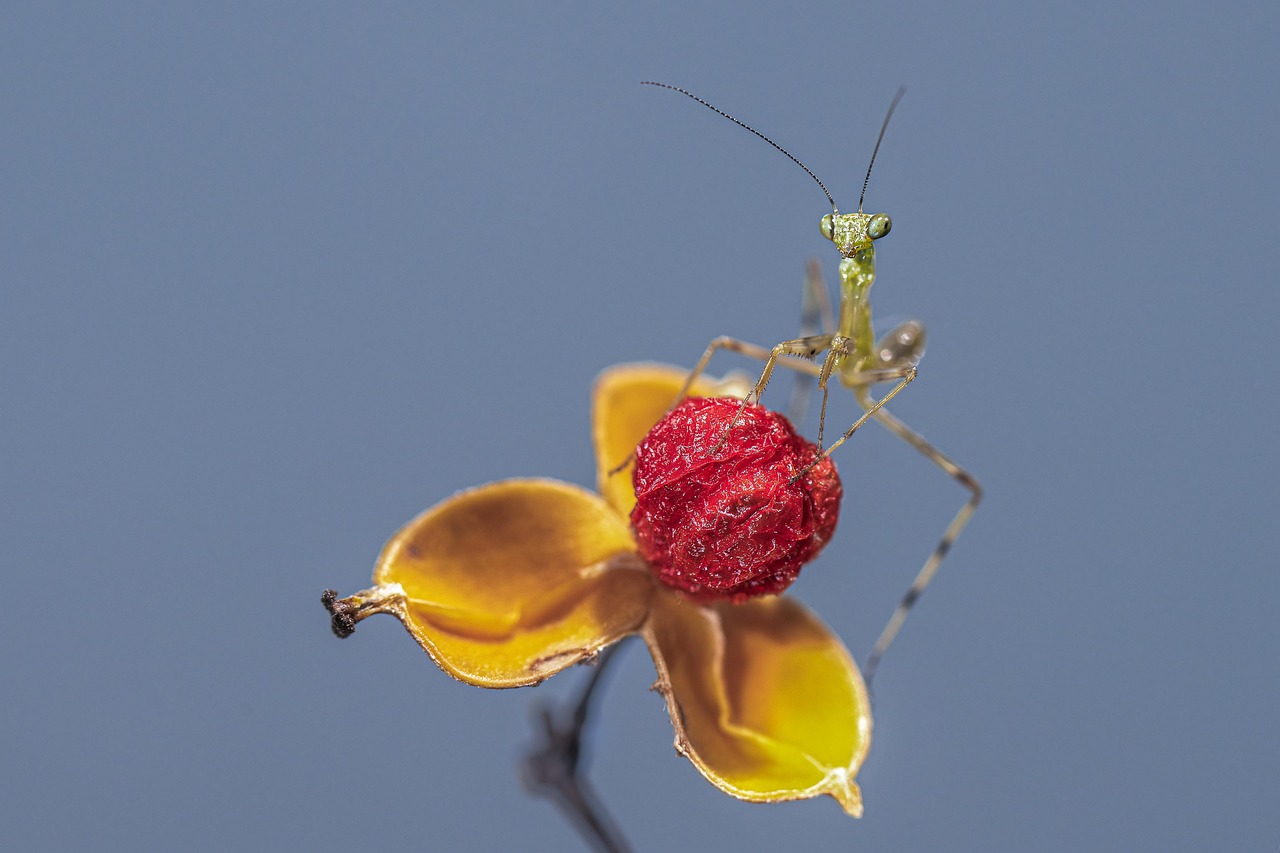 Praying Mantis Flower Insect Free Photo On Pixabay Pixabay Praying mantis flower insect free photo on pixabay pixabay