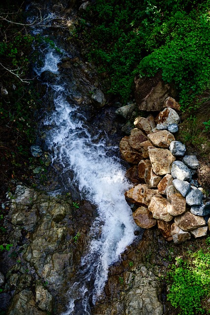 Free Forest Nature photo and picture