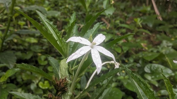Floare, Natura, Bloom, A Inflori, Floră
