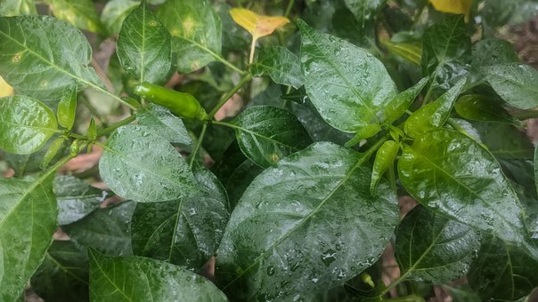 Chili, Piper, Alimente, Ardei Iute