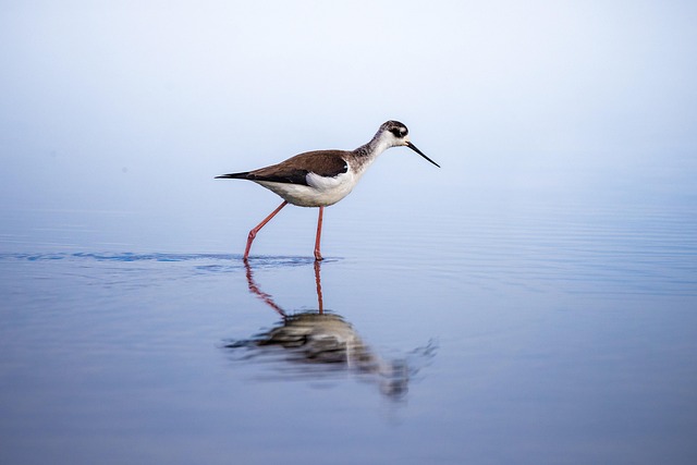 stilt, bird, animal, feathers, plumage, beak, nature, wildlife, avian, creek, lake