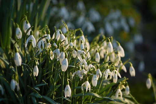 Free Snowdrops Spring photo and picture