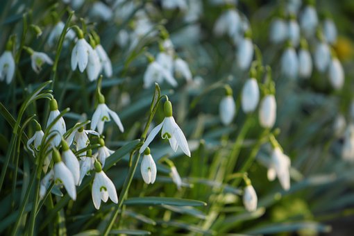 Free Snowdrops Spring photo and picture