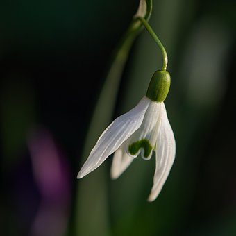 Free Snowdrop Beautiful Flowers photo and picture