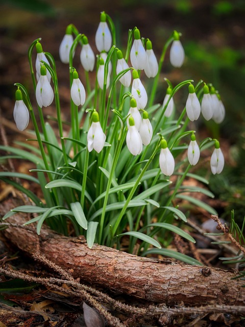 Květiny, Sněženky, Bloom, Kvete, Jaro